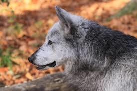 Wildpark Feldkirch
