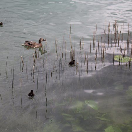 Wolfgangsee