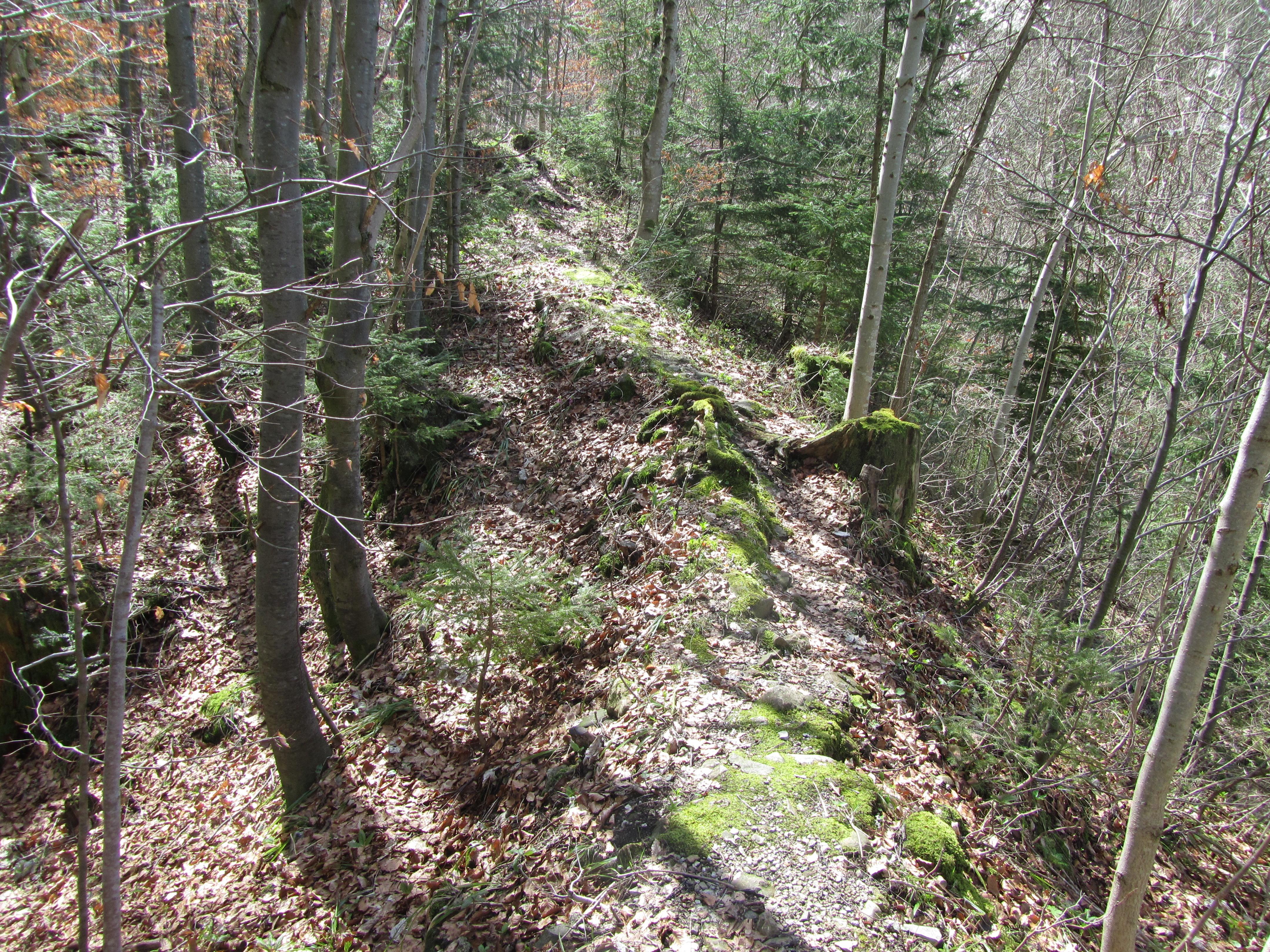 Burg Wildenegg
