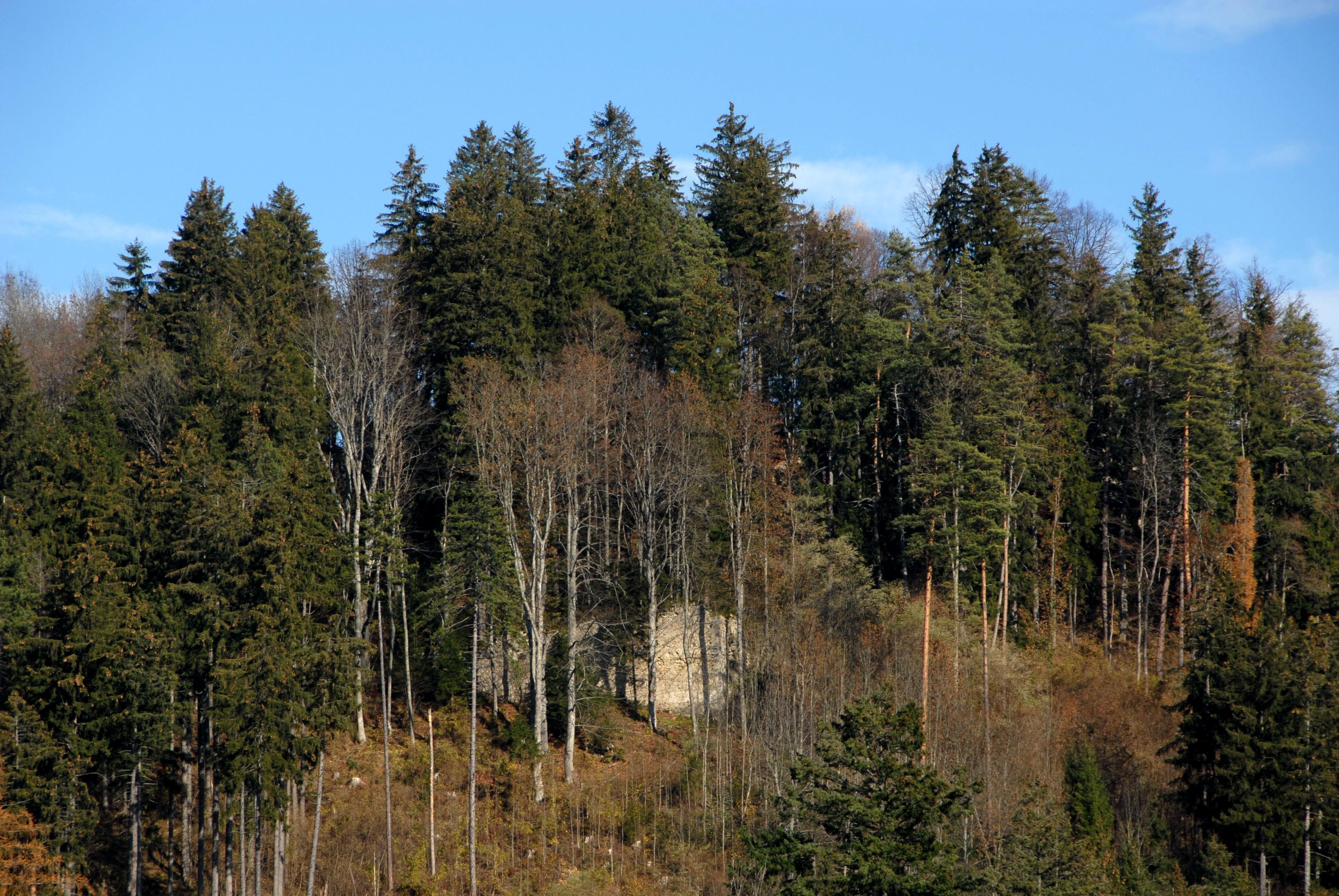 Ruine Sonnegg